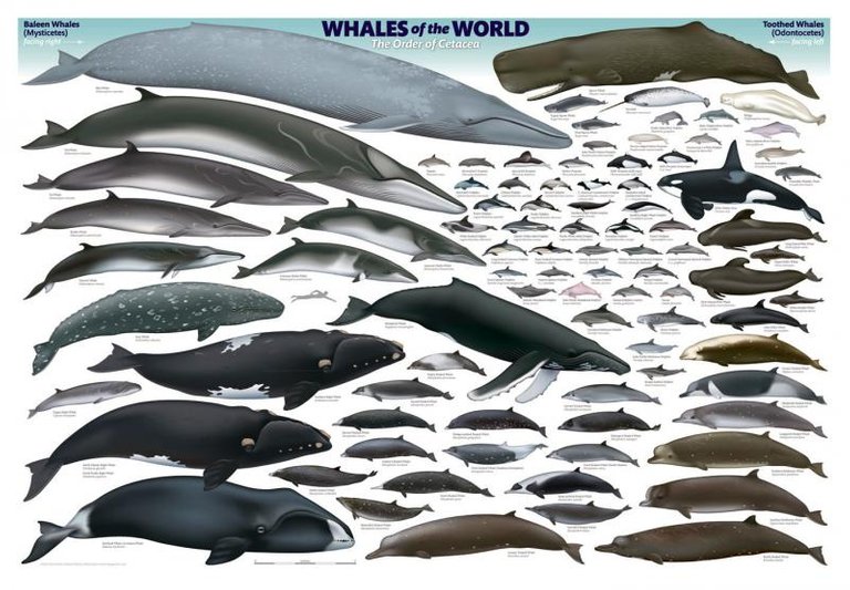 ukogorterposterwhales-world.jpg