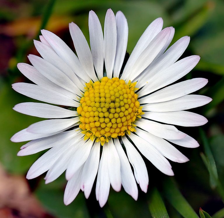 800px-Bellis_perennis_white_(aka).jpg