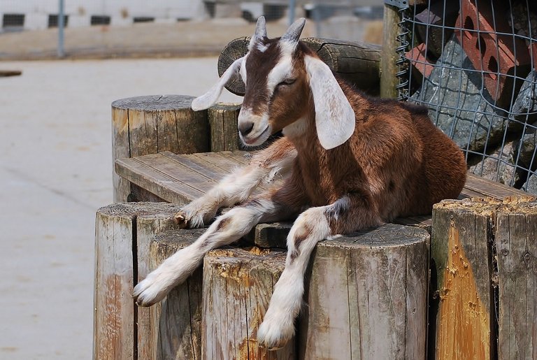 goat-1106498_1280.jpg