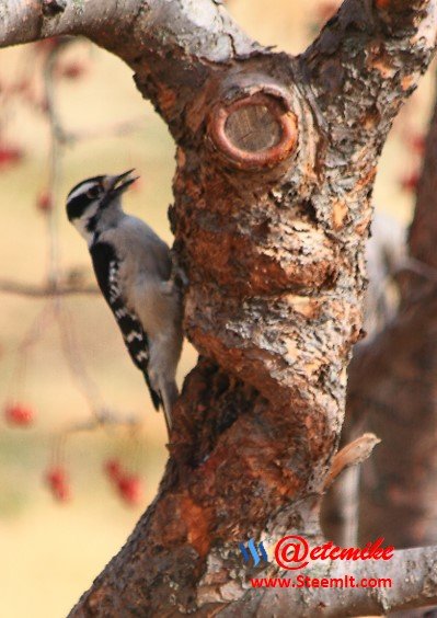 Downy Woodpecker PFW01.jpg
