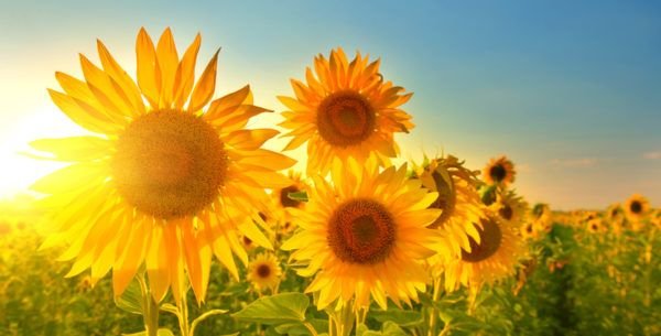 mejores-fotos-girasoles-campo-istock-1-600x305.jpg