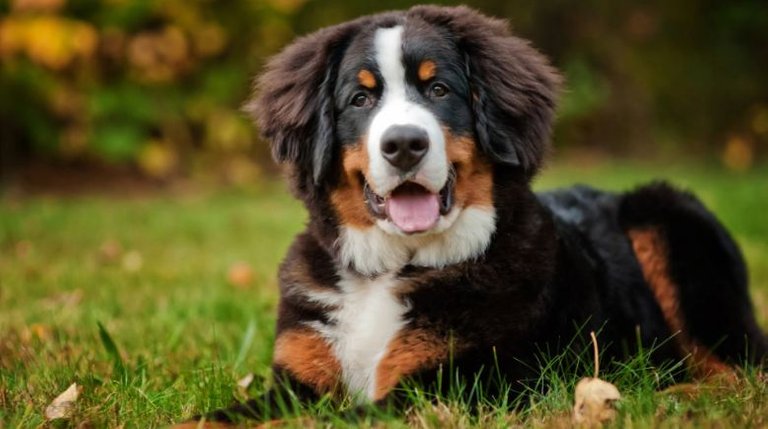 Bernese-Mountain-Dog-Top-Popular-Beautiful-Dog-Breeds-in-The-World-2018.jpg