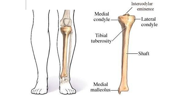 TIBIA-BONE.jpg