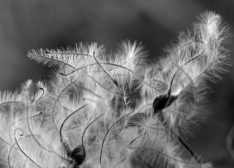 fluffy seeds park bw 3.jpg