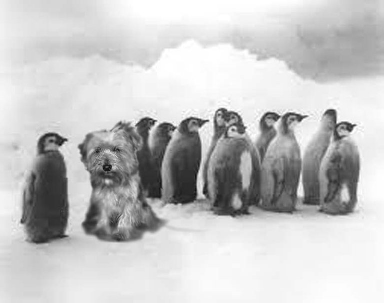 Foster adopted by penguins.jpg