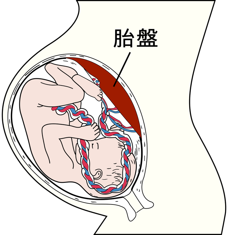 Placenta_ja.svg.png