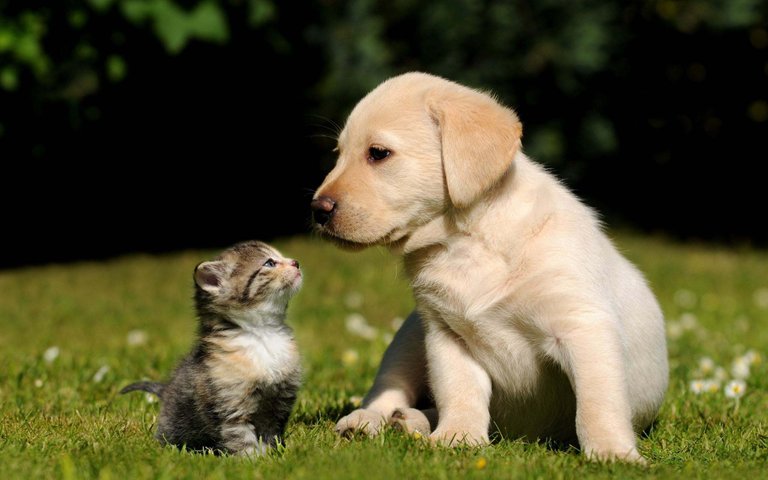 cute-dog-and-cat-sitting-wallpaper.jpg