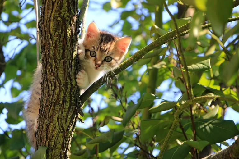 low-angle-view-of-cat-on-tree-257532.jpg