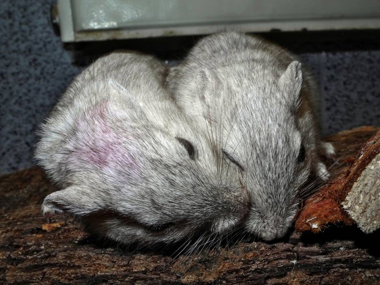 Rennmaus Bild des Tages