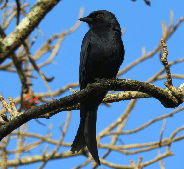 0716-Drongo.png