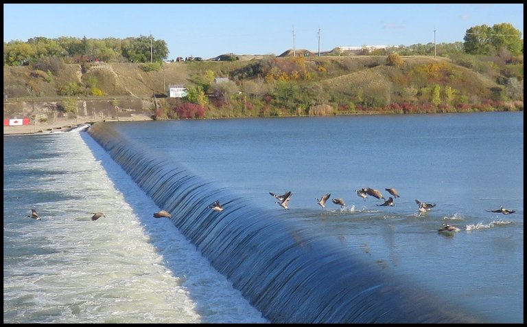 flock of Canada Geese taking flight over the weir.JPG