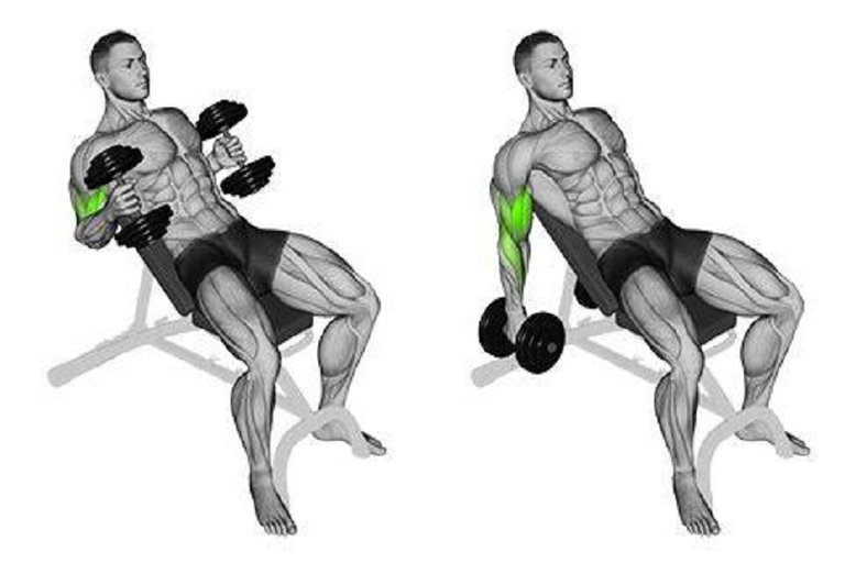 Incline Dumbbell Hammer Curl.JPG