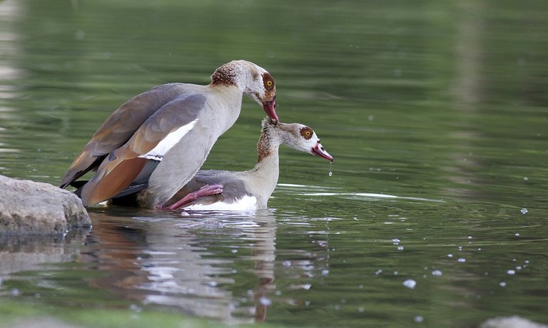 geese-364400_1280.jpg