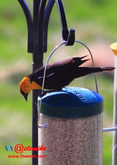 Yellow-headed Blackbird PFW23.jpg