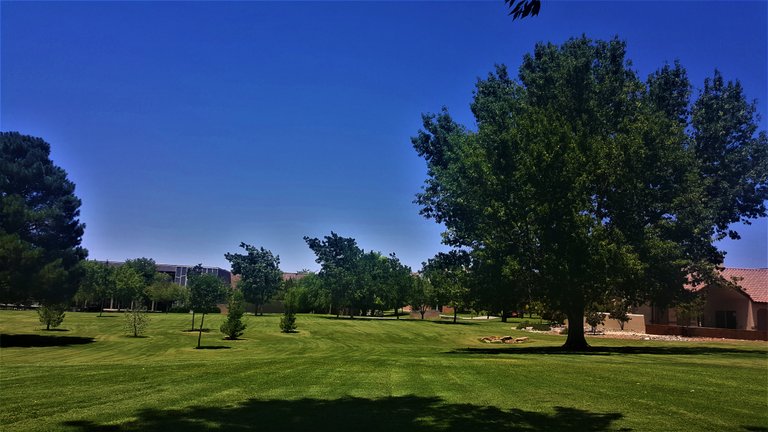 a_aesthetic_tree_nmsu_spiritual_center.jpg