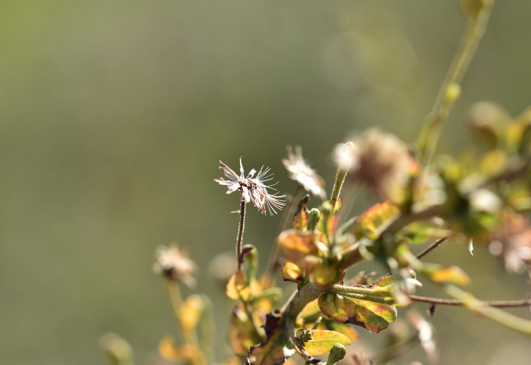 Drystuff milky bokeh 2.jpg