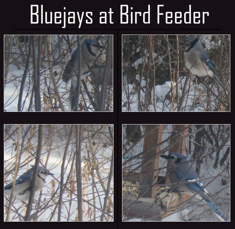 4 pictures of bluejays at bird feeder.jpg