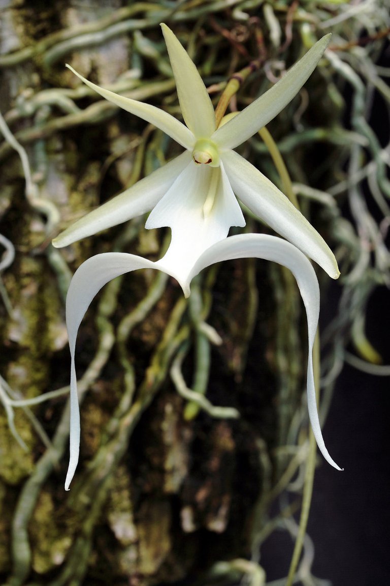 Ghost_Orchid.jpg