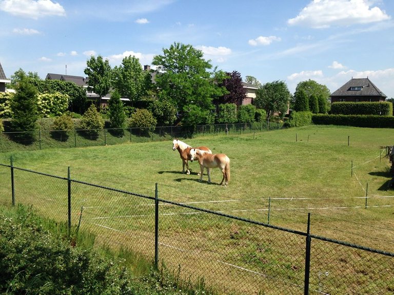 dieren1.jpg