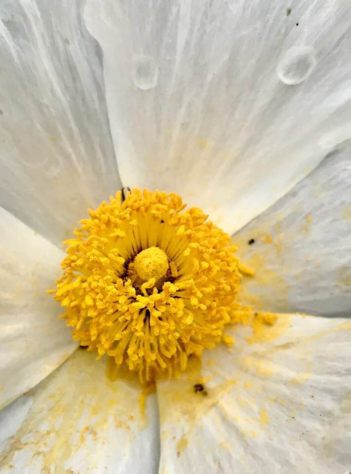 White Flower 2.jpg