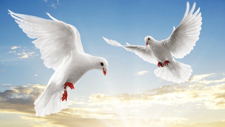 Wallpapersxl Love Bird Dove Pair Sky Animal Lovebirds And Doves Birds Original Art 412019 1920x1080.jpg