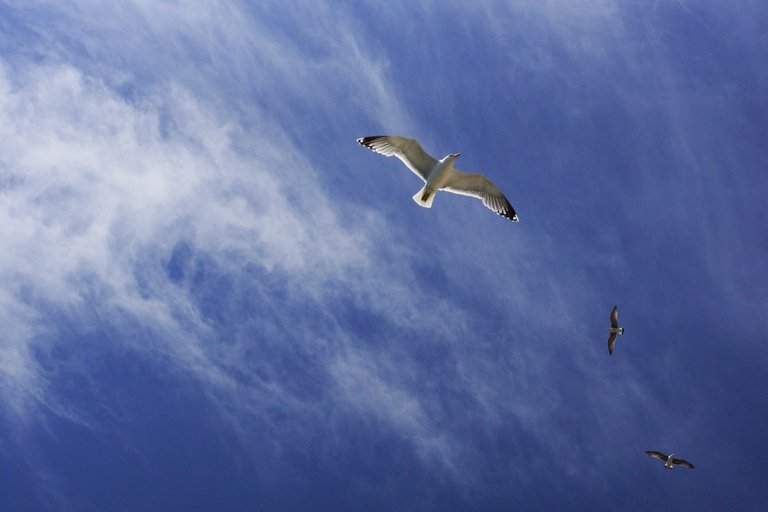 animal_birds_flying_gulls_nature_seagulls_sky-1144947.jpg!d.jpg