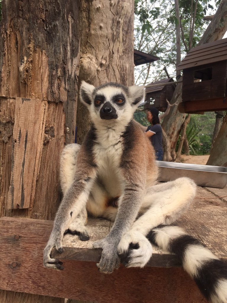 Khao Kheow Open Zoo34.jpg