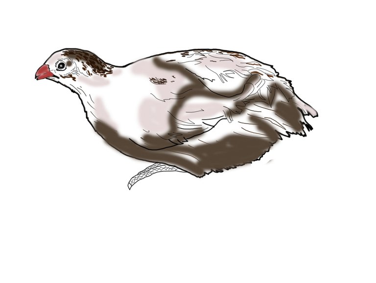 quail4.jpg