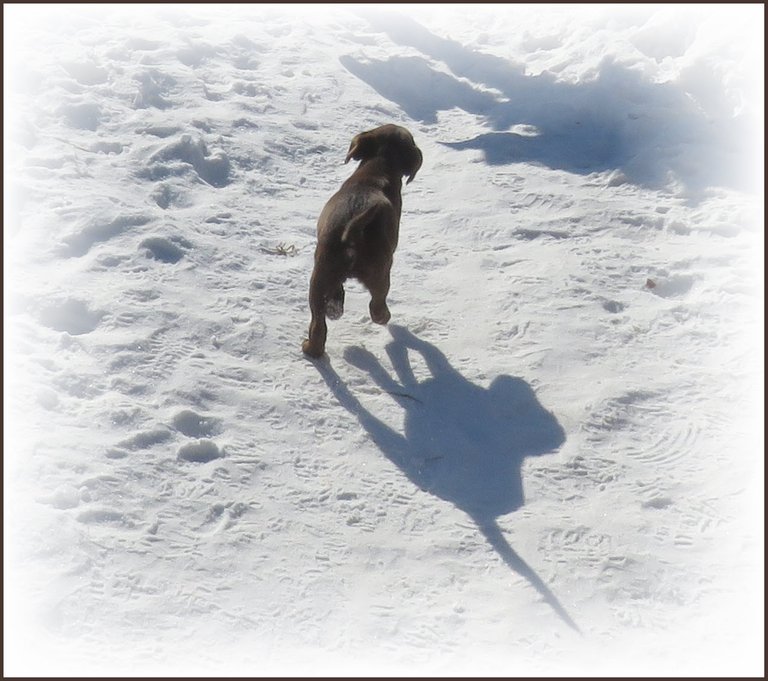 Lika running through snow followed by her shadow.JPG