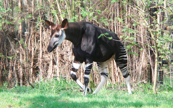 okapi2.png