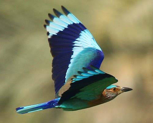 Indian-Roller.jpg