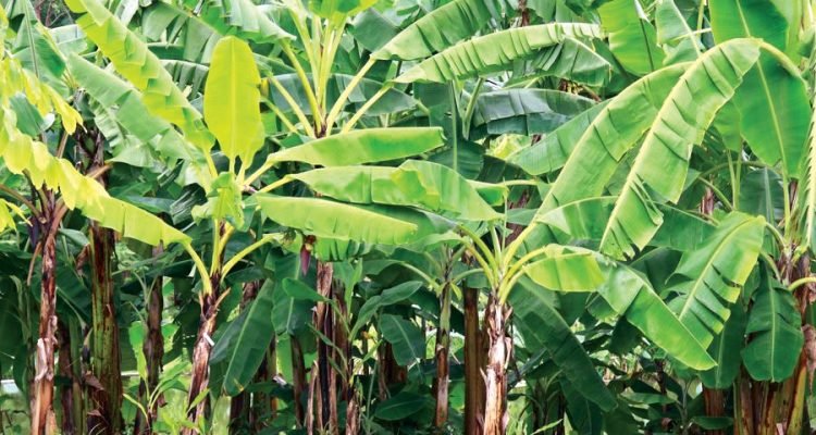 900-153756258-banana-trees-750x400.jpg