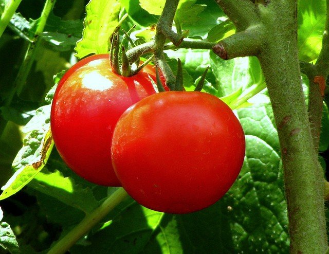 tomato-plant.jpg