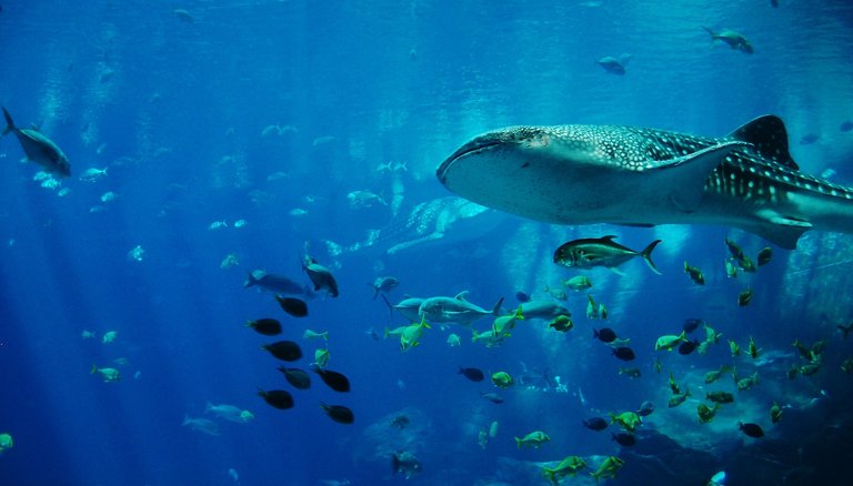whale-shark-281498_1920.jpg