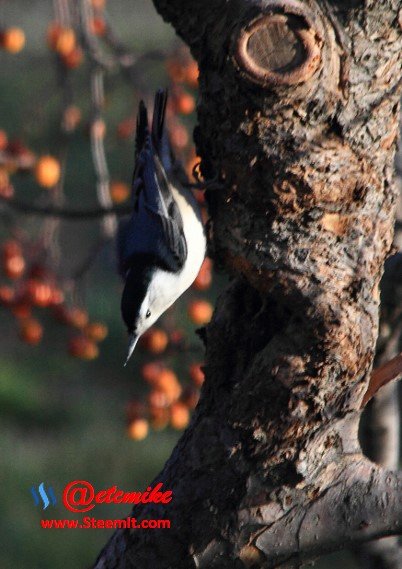 White-breasted Nuthatch PFW14.jpg