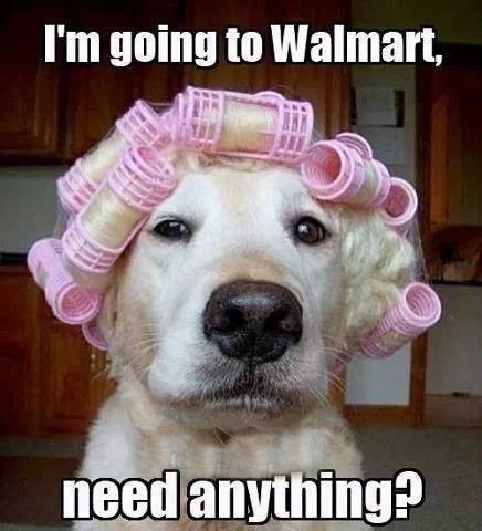 dog going to wal mart.jpg