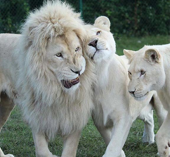 White-Lion.jpg