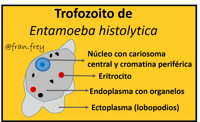 Trofo E. Histolytica.png