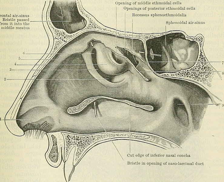 739px-Cunningham's_Text-book_of_anatomy_(1914)_(20816829025).jpg