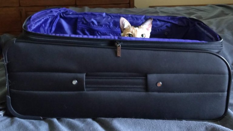 Callie-suitcase.jpg