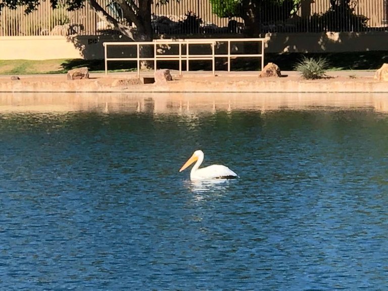 pelican 1.jpg