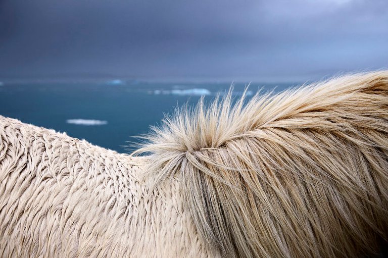 animal-photography-icelandic-horses-in-the-realm-of-legends-drew-doggett-28-5b5afc04e945a__880.jpg