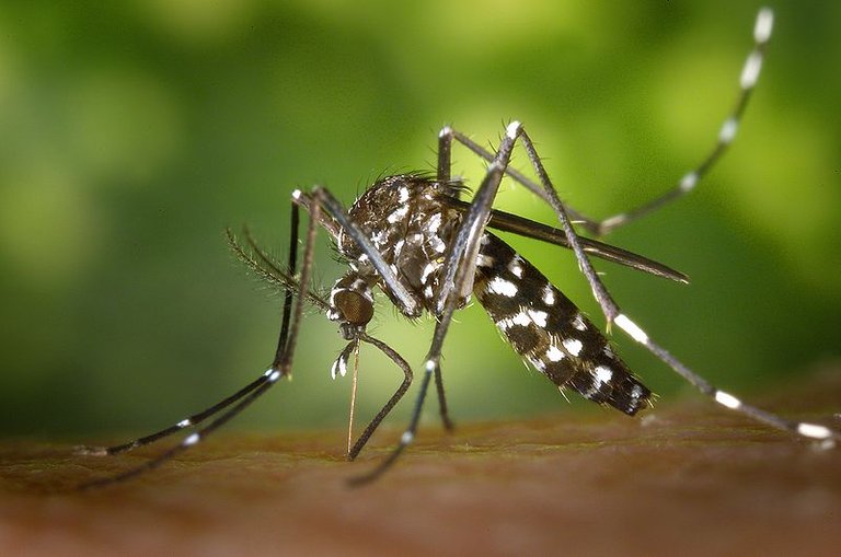800px-CDC-Gathany-Aedes-albopictus-1 Tigermücke.jpg