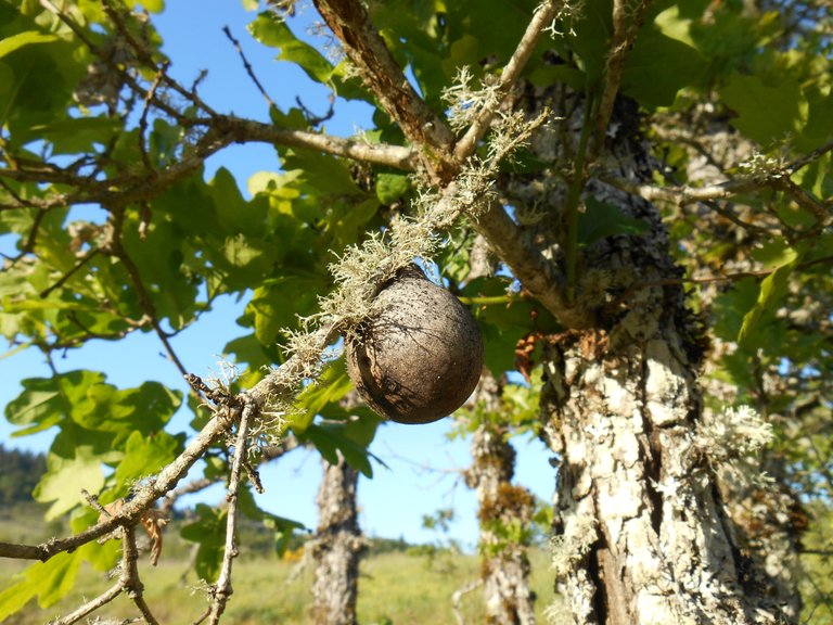 oak apple 2 smaller.jpg