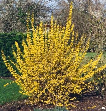 Xforsythia.jpg