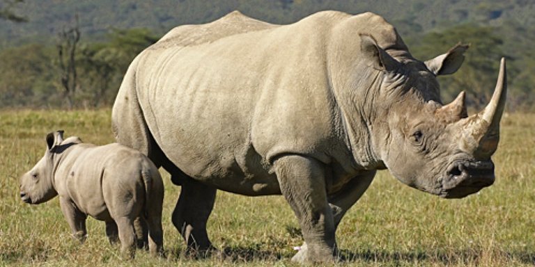 rhinoceros-guy-standen-dpc.jpg