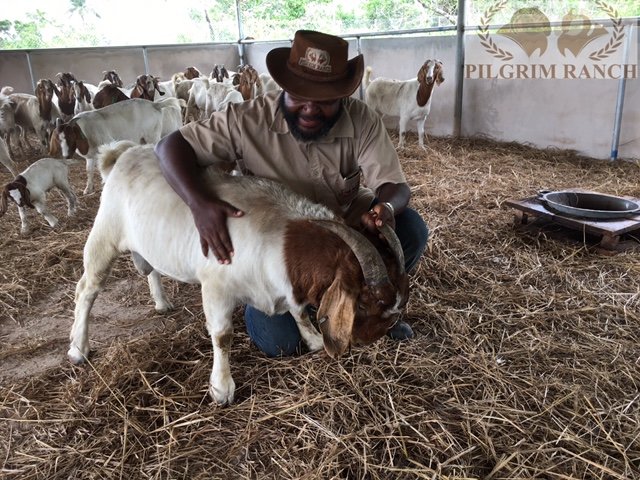 Boer_goats4.jpg