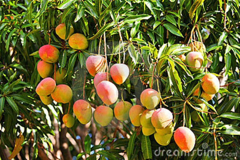 mango-tree-9742865.jpg