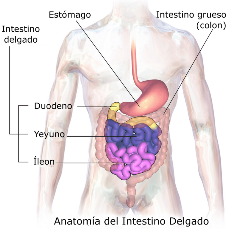 Blausen_0817_SmallIntestine_Anatomy-es.png