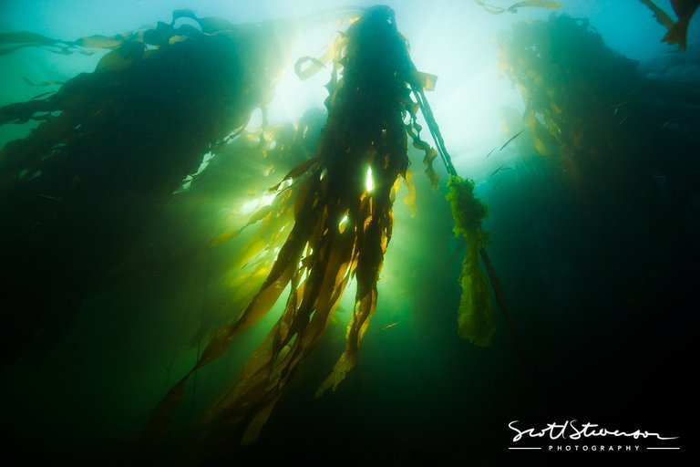 Kelp Forest-1.jpg